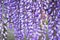 Close up of Wisteria Purple flowers blooming.