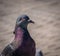 Close up wit a feral pigeon Columba livia domestica