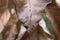 Close-up of withered beech leaves