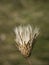 Close up withered thistle head on defocused green background