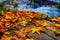 A close-up of withered and yellow leaves in autumn