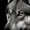 Close-up of a wolf\\\'s face in black and white high contrast (generative AI)