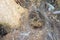 Close up wolf spider on spider nest web in leaf cave  at nature thailand