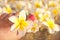 Close up on woman bare foot with flowers