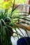 Close up of woman caring of house plants