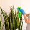 Close up of woman caring of house plants