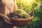 Close-up of woman with casual clothes with hands holding wicker basket full of grapes ripe fresh organic vegetables