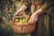 Close-up of woman with casual clothes with hands holding wicker basket full of olives ripe fresh organic vegetables