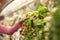 Close Up Of Woman Choosing Salad In Supermarket