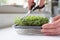 Close Up Of Woman Cutting Micro Greens Crop Of Rocket Growing At Home