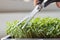 Close Up Of Woman Cutting Micro Greens Crop Of Rocket Growing At Home