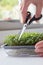 Close Up Of Woman Cutting Micro Greens Crop Of Rocket Growing At Home