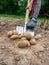 Close-up of a woman digging up large potato tubers with a shovel, The concept of a good harvest, harvesting. Side view, selective