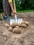 Close-up of a woman digging up large potato tubers with a shovel, The concept of a good harvest, harvesting. Side view, selective