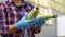 Close-up of a woman farmer in blue gloves holding fresh zucchini in greenhouses.