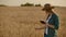 Close-up of a woman farmer walking with a tablet in a field with rye touches the spikelets and presses her finger on the