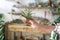 Close up of woman florist holding in hand and spraying air plant tillandsia at garden home/green house, taking care of houseplants