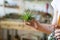 Close up of woman florist spraying air plant tillandsia at garden home/green house, taking care of houseplants