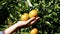 Close up of woman gardener hand examining the ripe oranges on a branch of orange tree before harvesting with happily.