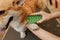 Close up of woman groomer combing fur of Welsh Corgi Pembroke dog with comb after bathing and drying at grooming salon. Woman pet