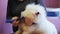 Close-up woman groomer combing white fluffy dog breed Bichon Frize