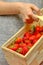 Close up woman hand holding a wooden basket with ripe red strawberry. Good harvest of fruit in summer. Agricultural concept.