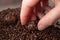 Close-up of woman hand making delicious and traditional Brigadeiros Brazilian Fudge Balls.