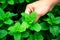 Close-up Woman hand picking of peppermints growing in a greenhouse  in summer day. Selective focus