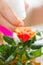 Close up of woman hand spraying rose flower