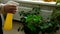 Close-up of woman hand spraying a water on houseplants by yellow sprayer.