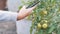 Close up woman hand takes photo on phone of green tomato on branch at garden