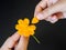 Close up woman hand tears off petals of flower with yellow Pollen. Broken hearted, Love forever, Wedding and Valentines day