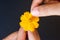 Close up woman hand tears off petals of yellow daisy flower