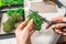 Close-up of woman hands cutting stabilized moss with scissors. Process of working with decorative reindeer moss.