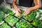 Close-up of woman hands gluing stabilized moss. Process of working with decorative reindeer moss.