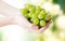 Close up of woman hands holding green grape bunch