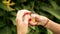 Close up woman hands holding olive-backed sunbird