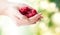 Close up of woman hands holding raspberries