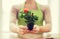 Close up of woman hands holding roses bush in pot