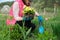 Close-up of woman hands planting yellow primrose flowers in garden