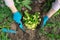 Close-up of woman hands planting yellow primrose flowers in garden