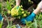 Close-up of woman hands planting yellow primrose flowers in garden