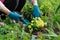 Close-up of woman hands planting yellow primrose flowers in garden