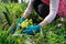 Close-up of woman hands planting yellow primrose flowers in garden