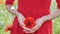 Close Up of Woman hands in Red Dress. Hands holding Poppy. Girl Hand Touching Red Poppy Flower Closeup. Love Nature