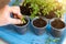 Close up of a woman hands seeding little plants, sprouts in pots with ground close up