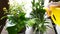 Close-up of Woman Hands Spraying Water on Houseplants in Flowerpots by Sprayer