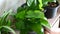 Close Up of Woman Hands Touching and Rotate Houseplant Pot with Green Plants