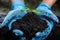 Close up of woman hands wears blue rubber medical glove holding young plant with abundance soil for agriculture or planting.