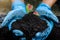 Close up of woman hands wears blue rubber medical glove holding young plant with abundance soil for agriculture or planting.